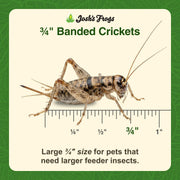 Josh's Frogs 3/4" Banded Feeder Crickets for Pets (500 Count) | Long Storage Protein Food Crickets, Healthy Active Prey for Leopard Geckos, Bearded Dragons, Tree Frogs, Frogs, Birds, Bats
