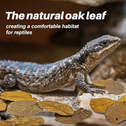 MAQIHAN 5oz Oak Leaf Litter - Dry Substrate for Reptiles Isopod & Bioactive | Whole Natural Oak Leaves for Terrarium, Forest Floor Habitat, Premium Enclosure Bedding for Snake, Frog, Gecko, Lizard