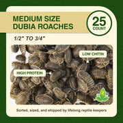 Josh's Frogs Medium Dubia Roaches, Live Feeder for Reptiles, 250 Count | High protein, low chitin roaches, quiet and non-climbing, great for bearded dragons, frogs, chameleons, geckos, and spiders