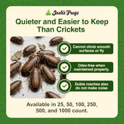 Josh's Frogs Medium Dubia Roaches, Live Feeder for Reptiles, 250 Count | High protein, low chitin roaches, quiet and non-climbing, great for bearded dragons, frogs, chameleons, geckos, and spiders