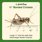 Josh's Frogs 3/4" Banded Feeder Crickets for Pets (500 Count) | Long Storage Protein Food Crickets, Healthy Active Prey for Leopard Geckos, Bearded Dragons, Tree Frogs, Frogs, Birds, Bats