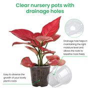 Bluepro Clear Nursery Pots with Drainage Holes, 3.5/4/5 Inch, 36-Pack | Clear PET, 12 Each of 3 Sizes, Root and Moisture Visibility, Flexible, Reusable, Indoor Use, Propagation and Seed Starting