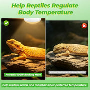 LUCKY HERP Reptile Heat Lamp Bulbs 100W, UVA Daylight Basking Bulbs 2 Pack | Fast Heating, Simulates Natural Sunlight, Ideal for Bearded Dragons Geckos Lizards Turtles Chameleons Amphibians & Chickens