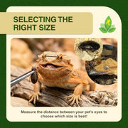 Josh's Frogs Medium Dubia Roaches, Live Feeder for Reptiles, 250 Count | High protein, low chitin roaches, quiet and non-climbing, great for bearded dragons, frogs, chameleons, geckos, and spiders