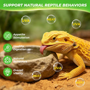 LUCKY HERP Reptile Heat Lamp Bulbs 100W, UVA Daylight Basking Bulbs 2 Pack | Fast Heating, Simulates Natural Sunlight, Ideal for Bearded Dragons Geckos Lizards Turtles Chameleons Amphibians & Chickens