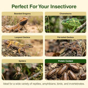 Josh's Frogs Medium Dubia Roaches, Live Feeder for Reptiles, 250 Count | High protein, low chitin roaches, quiet and non-climbing, great for bearded dragons, frogs, chameleons, geckos, and spiders