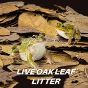 MAQIHAN 5oz Oak Leaf Litter - Dry Substrate for Reptiles Isopod & Bioactive | Whole Natural Oak Leaves for Terrarium, Forest Floor Habitat, Premium Enclosure Bedding for Snake, Frog, Gecko, Lizard