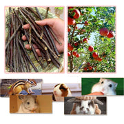 Bojafa 250g Apple Sticks Small Animals Molar Wood Treats Toys for Rabbits Chinchillas Guinea Pig Hamster Gerbil Parrot Bunny and Small Animals Chew Stick Toys Treats