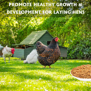 KAYPET Dried Mealworms 10LB Meal Worms for Chicken Ducks and Wild Birds | Pure Natural Non-GMO High Protein Chicken Feed