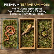 Sukh Sphagnum Moss for Reptiles - Green Terrarium Moss Substrate, 5oz | Habitat Bedding for Gecko, Snake, Turtle, Frog, Bearded Dragon, Jumping Spider, Chameleon, Enclosure & Tank Accessories Decor