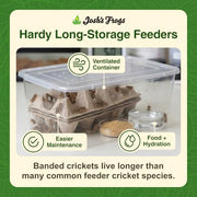 Josh's Frogs 3/4" Banded Feeder Crickets for Pets (500 Count) | Long Storage Protein Food Crickets, Healthy Active Prey for Leopard Geckos, Bearded Dragons, Tree Frogs, Frogs, Birds, Bats