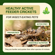 Josh's Frogs 3/4" Banded Feeder Crickets for Pets (500 Count) | Long Storage Protein Food Crickets, Healthy Active Prey for Leopard Geckos, Bearded Dragons, Tree Frogs, Frogs, Birds, Bats