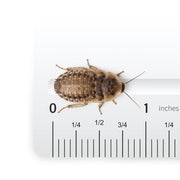 Josh's Frogs Medium Dubia Roaches, Live Feeder for Reptiles, 250 Count | High protein, low chitin roaches, quiet and non-climbing, great for bearded dragons, frogs, chameleons, geckos, and spiders