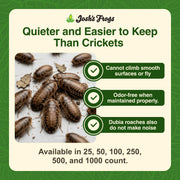 Josh's Frogs Medium Dubia Roaches, Live Feeder for Reptiles, 250 Count | High protein, low chitin roaches, quiet and non-climbing, great for bearded dragons, frogs, chameleons, geckos, and spiders