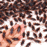 Riomeira Premium Fake Cockroaches, Realistic Lifelike Faux Roaches | Pretty Realistic Fake Roaches, Great Way to Play a Prank, Creepy Halloween Project, Tricking People, Kid Playing, 15PCS