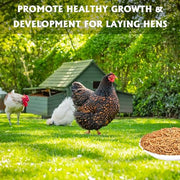 KAYPET Dried Mealworms 10LB Meal Worms for Chicken Ducks and Wild Birds | Pure Natural Non-GMO High Protein Chicken Feed