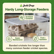 Josh's Frogs 3/4" Banded Feeder Crickets for Pets (500 Count) | Long Storage Protein Food Crickets, Healthy Active Prey for Leopard Geckos, Bearded Dragons, Tree Frogs, Frogs, Birds, Bats