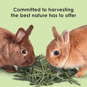 Kaytee Timothy Hay, High Fiber for Rabbits, Guinea Pigs, 12 Pounds | Supports digestive health. Hand-selected rabbit hay. Guinea pig hay, chinchilla hay, pesticide free