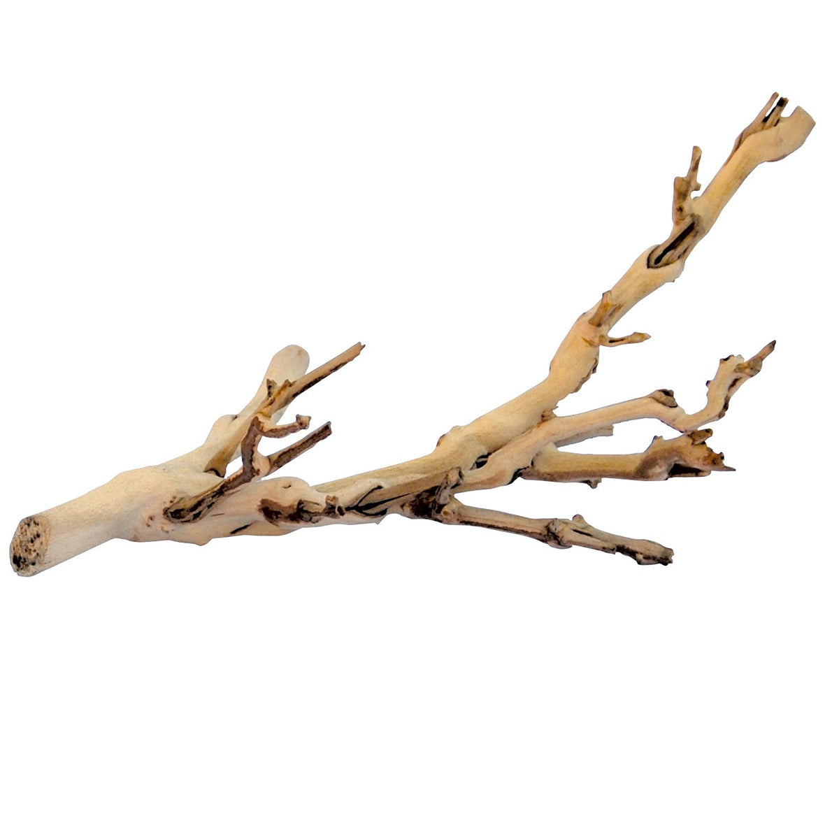 Exo Terra Forest Branch Small - Natural Wood Terrarium Decoration | For Reptiles, Amphibians & Small Pets