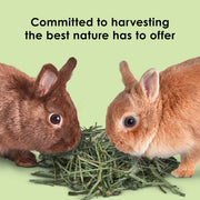 Kaytee Timothy Hay, High Fiber for Rabbits, Guinea Pigs, 12 Pounds | Supports digestive health. Hand-selected rabbit hay. Guinea pig hay, chinchilla hay, pesticide free