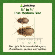 Josh's Frogs Medium Dubia Roaches, Live Feeder for Reptiles, 250 Count | High protein, low chitin roaches, quiet and non-climbing, great for bearded dragons, frogs, chameleons, geckos, and spiders