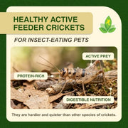 Josh's Frogs 3/4" Banded Feeder Crickets for Pets (500 Count) | Long Storage Protein Food Crickets, Healthy Active Prey for Leopard Geckos, Bearded Dragons, Tree Frogs, Frogs, Birds, Bats