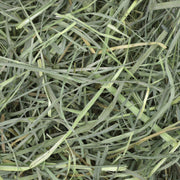 Oxbow Orchard Hay, Rabbit & Guinea Pig Hay, Hand-Sorted, De-Dusted, 40 oz | Orchard Grass Hay, Bunny Hay For Rabbits, Guinea Pigs, Bunnies and Chinchillas, Made in USA