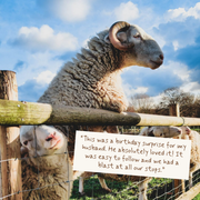 Country Farms & Furry Friends