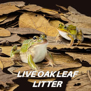 MAQIHAN 5oz Oak Leaf Litter - Dry Substrate for Reptiles Isopod & Bioactive | Whole Natural Oak Leaves for Terrarium, Forest Floor Habitat, Premium Enclosure Bedding for Snake, Frog, Gecko, Lizard