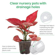 Bluepro Clear Nursery Pots with Drainage Holes, 3.5/4/5 Inch, 36-Pack | Clear PET, 12 Each of 3 Sizes, Root and Moisture Visibility, Flexible, Reusable, Indoor Use, Propagation and Seed Starting