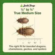 Josh's Frogs Medium Dubia Roaches, Live Feeder for Reptiles, 250 Count | High protein, low chitin roaches, quiet and non-climbing, great for bearded dragons, frogs, chameleons, geckos, and spiders