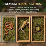 Sukh Sphagnum Moss for Reptiles - Green Terrarium Moss Substrate, 5oz | Habitat Bedding for Gecko, Snake, Turtle, Frog, Bearded Dragon, Jumping Spider, Chameleon, Enclosure & Tank Accessories Decor