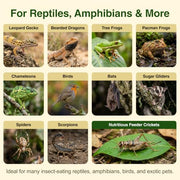 Josh's Frogs 3/4" Banded Feeder Crickets for Pets (500 Count) | Long Storage Protein Food Crickets, Healthy Active Prey for Leopard Geckos, Bearded Dragons, Tree Frogs, Frogs, Birds, Bats