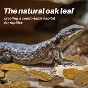 MAQIHAN 5oz Oak Leaf Litter - Dry Substrate for Reptiles Isopod & Bioactive | Whole Natural Oak Leaves for Terrarium, Forest Floor Habitat, Premium Enclosure Bedding for Snake, Frog, Gecko, Lizard