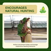 Josh's Frogs 3/4" Banded Feeder Crickets for Pets (500 Count) | Long Storage Protein Food Crickets, Healthy Active Prey for Leopard Geckos, Bearded Dragons, Tree Frogs, Frogs, Birds, Bats