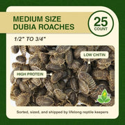 Josh's Frogs Medium Dubia Roaches, Live Feeder for Reptiles, 250 Count | High protein, low chitin roaches, quiet and non-climbing, great for bearded dragons, frogs, chameleons, geckos, and spiders