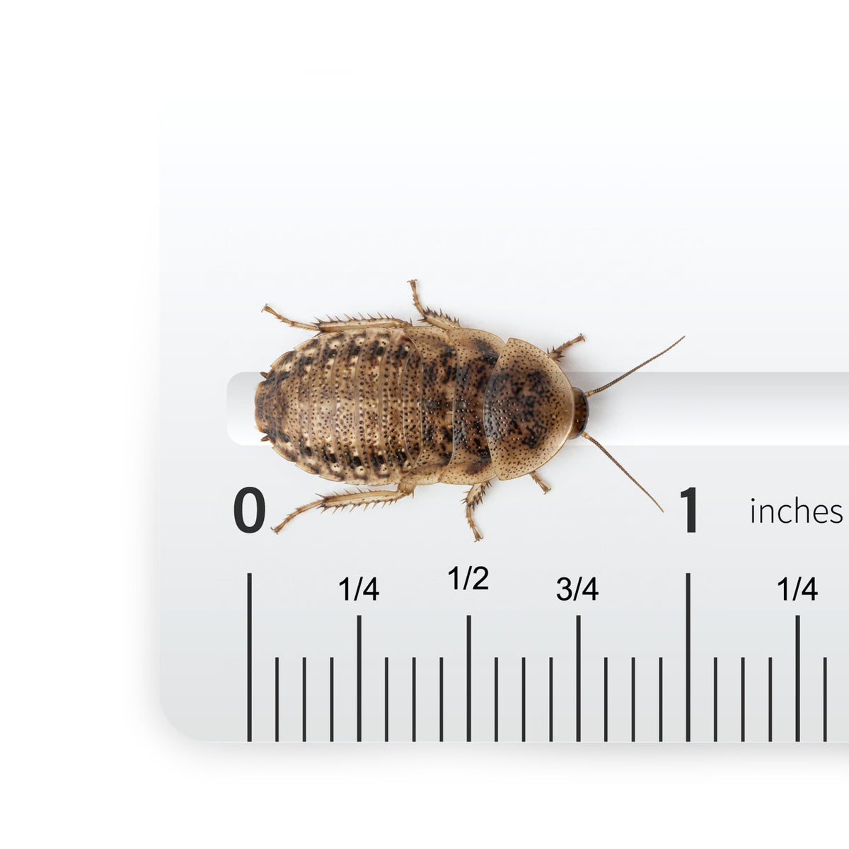 Josh's Frogs Medium Dubia Roaches, Live Feeder for Reptiles, 250 Count | High protein, low chitin roaches, quiet and non-climbing, great for bearded dragons, frogs, chameleons, geckos, and spiders
