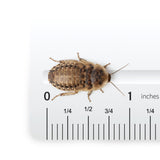 Josh's Frogs Medium Dubia Roaches, Live Feeder for Reptiles, 250 Count | High protein, low chitin roaches, quiet and non-climbing, great for bearded dragons, frogs, chameleons, geckos, and spiders