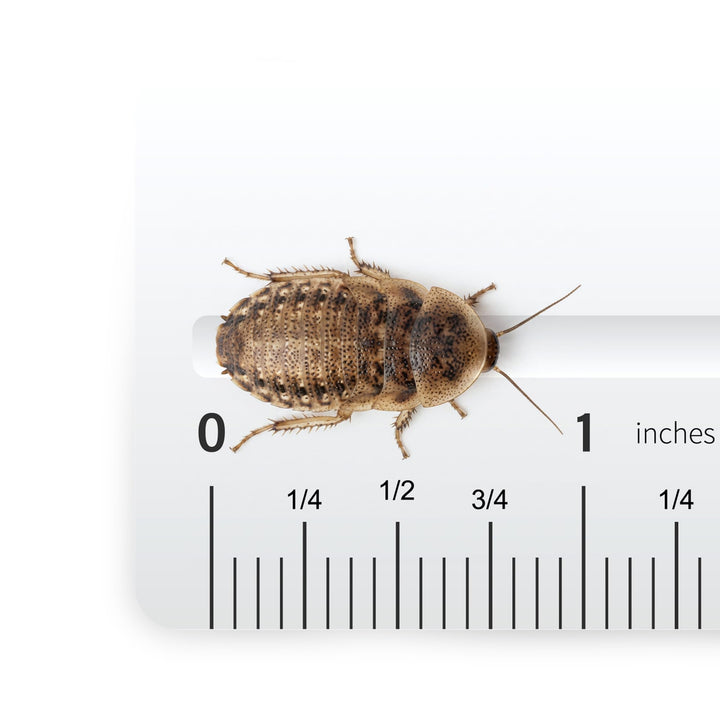 Josh's Frogs Medium Dubia Roaches, Live Feeder for Reptiles, 250 Count | High protein, low chitin roaches, quiet and non-climbing, great for bearded dragons, frogs, chameleons, geckos, and spiders