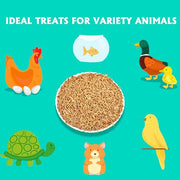 KAYPET Dried Mealworms 10LB Meal Worms for Chicken Ducks and Wild Birds | Pure Natural Non-GMO High Protein Chicken Feed